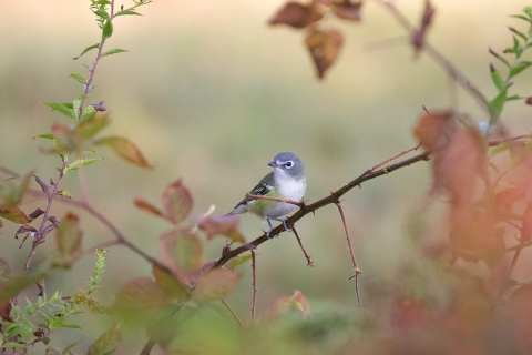 Image of blue headed vireo on branch