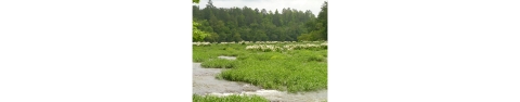 A wide view of the river with a field of Cahaba lilies.