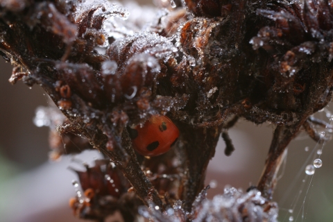 A red beetle with black spots nestled into a frost-covered stalk of a plant.