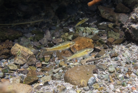 Tiny fish with black dot on its tail