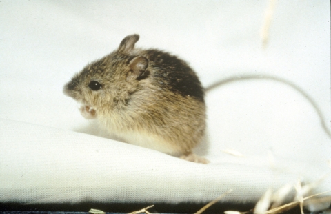 brown and black mouse sitting on a white cloth