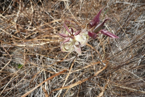 a cream and dusky purple flower growing among dead grass