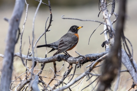 A black-headed bird with yellow beak, grey wings and rust-colored breast