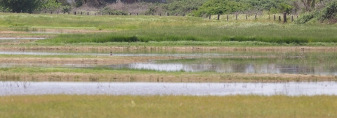 pools of water interspersed through a grassy field