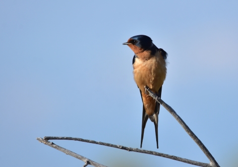 A creamy orange breasted bird with forked tail and indigo colored head perched on a tree branch
