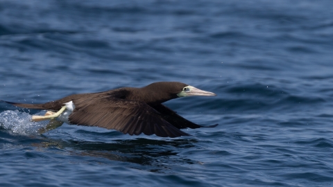 A brown bird with white face and light colored feet flies so close to the water it kicks up a splash