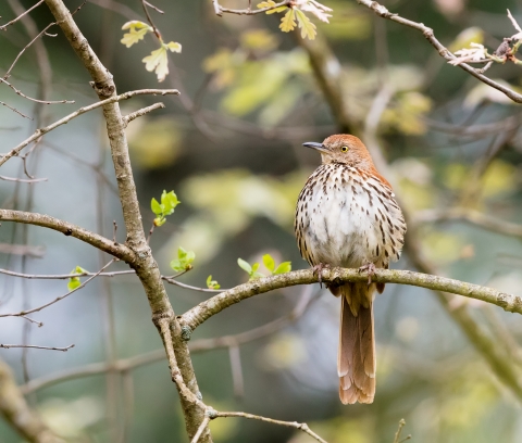 A rusty brown bird with white and dark patterned breast perched on a branch