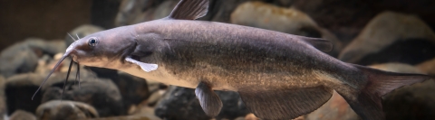 channel catfish swimming 