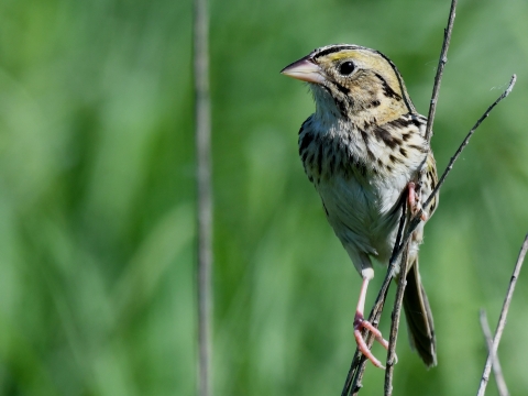 A tan and dark brown striped bird perched on a twig