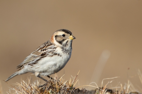 A small white-breasted bird with light and dark brown patterns on it's wings and head standing on dry grassland