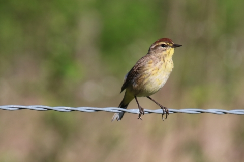 A yellow/cream-breasted bird with reddish/brown crown and brown patterned wings standing on a metal wire fence