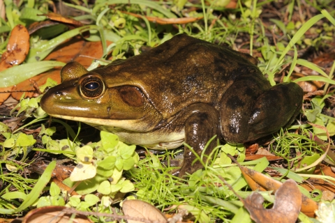 A large brownish green frog with white belly standing on grass and fallen leaves