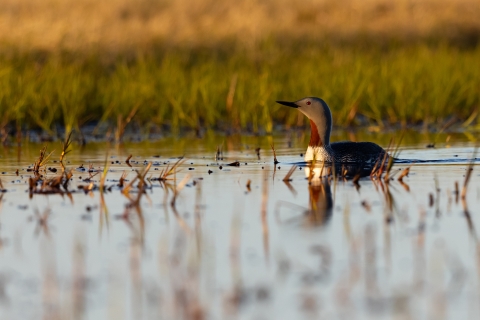 A bird with rust red throat, white breast, and grey head swimming