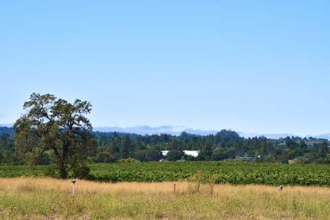 vineyards and grass against a forested hill