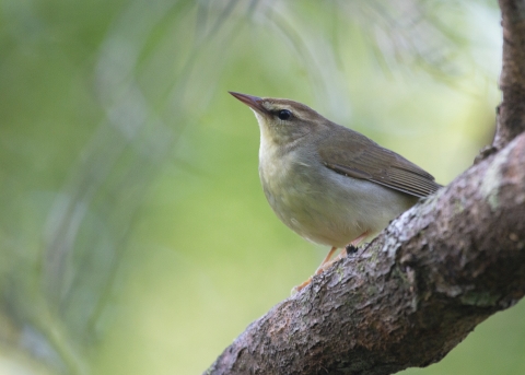 A light brown bird with cream colored breast and a brown strip along the side of it's face