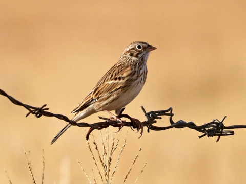 A patterned brown bird with cream breast standing on a barbed cattle fence in a dry grassland