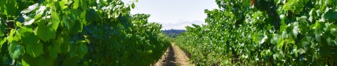 A vineyard row in California with grape vines on either side of an open dirt path