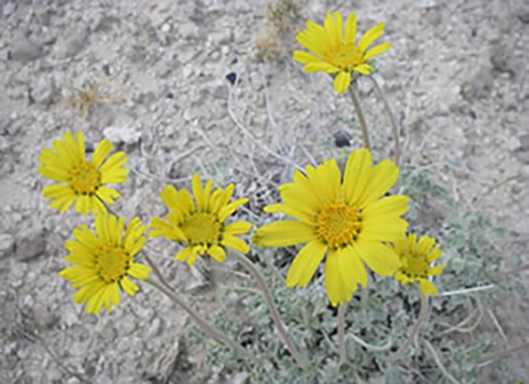 Yellow daisy-like flower