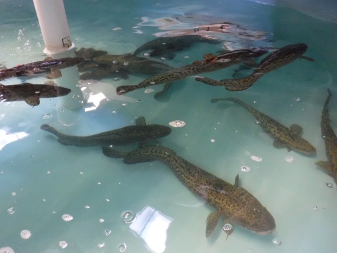 Adult Burbot in holding tanks