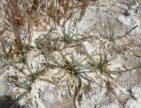 Spindly green-stemmed plant 