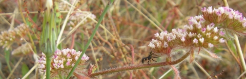 a ladybug larva on the reddish stem of pink sonoma spineflowers