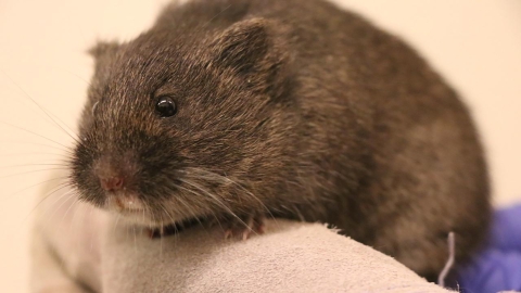 closeup of brown rodent held in a gloved hand