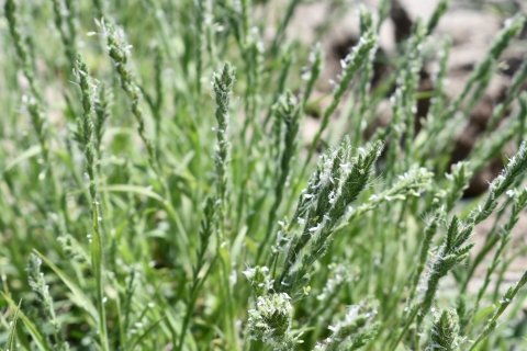 flowering grass heads