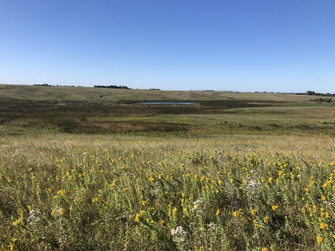 Goldenrod in bloom at Martin J. Baker Waterfowl Production Area