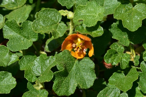 a single orange cup flower growing among larger lobed leaves on a bush