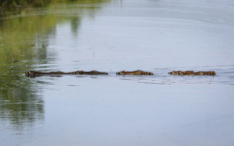 A straight line of 5 raccoons swimming across a calm canal