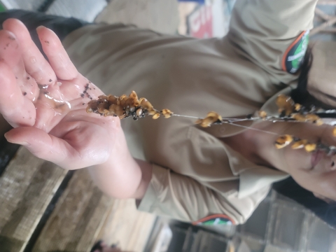 There are pale dusky yellow mussels attached together in clumps with bits of gravel by stringy byssal thread. The mussels are suspended by one hand while another is poised ready to catch any that may detach. There is an industrial looking room with wire cages and wood planking in the background. The scientist holding the mussels has a tan shirt with badges on each shoulder 