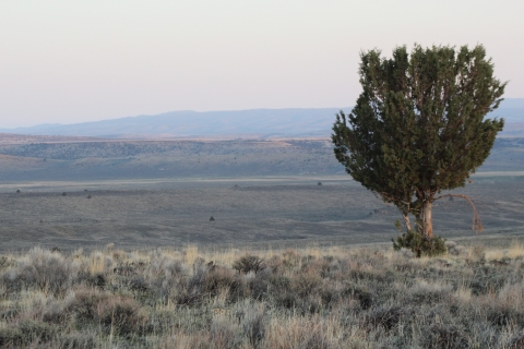 Sunrise colors the desert sky, with miles of sagebrush in the distance and single tree in the foreground.