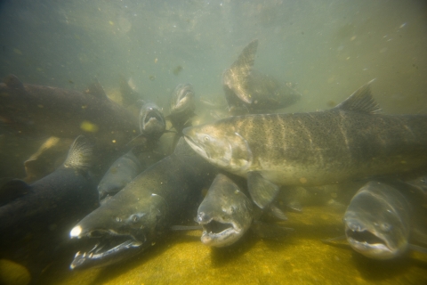 A group of salmon underwater facing the camera with mouths open