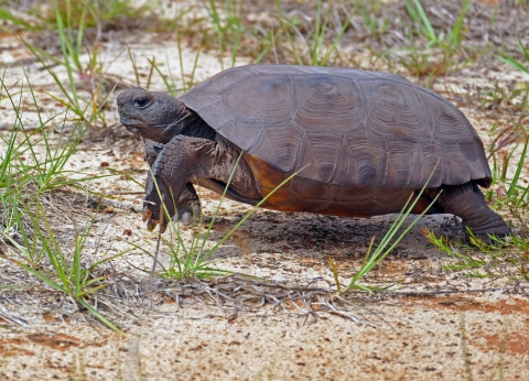 a gopher tortoise on the ground in a forest