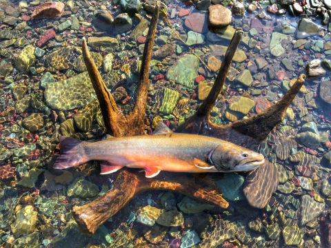 Large fish laying in an antler in water on top of a bed of colorful stones 