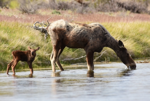 A cow moose leads her still wobbly legged calf to the River for its first drink.