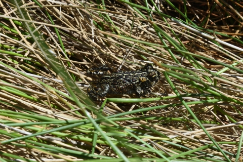 Close up of a small spotted brown and black toad on blades of brown and green grass.