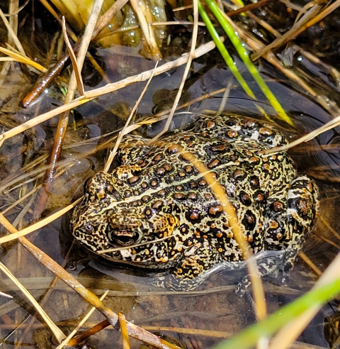 A close up of a small spotted brown and black toad in shallow water surrounded by blades of brown and green grass.