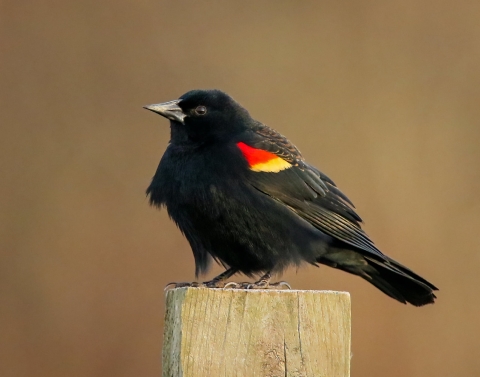 Black bird with red and yellow swatch on wing standing on wooden post