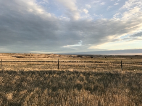 an open grassy landscape. Large gray clouds in background.