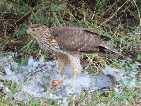 Brown & white raptor stands above a white bird meal with basically only feathers remaining