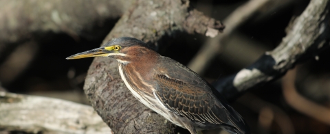 Green Heron standing on branch