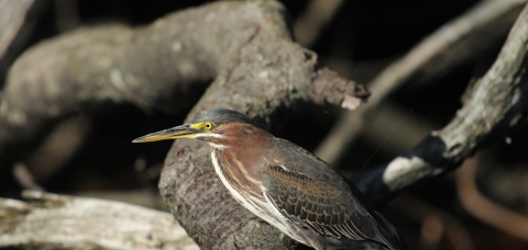 Green Heron standing on branch