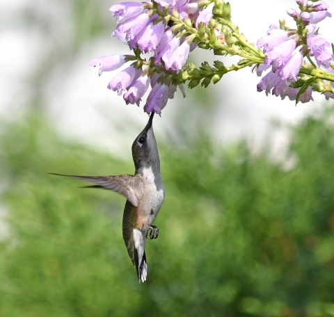 hummingbird under flowers