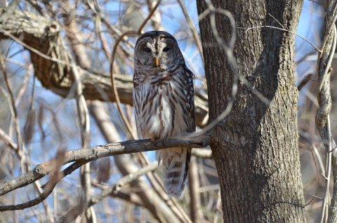 barred owl perched in a tree