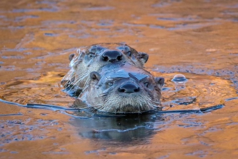 The heads of two brown river otters are seen swimming in golden-sunlit water