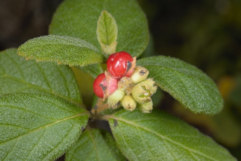 green plant with white flowers and red fruit