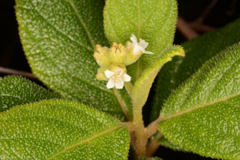 green plant with white blossoms