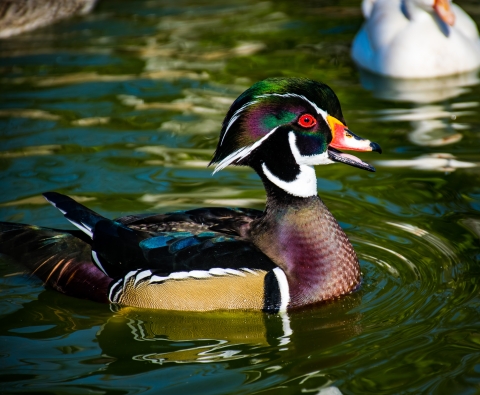 Male wood duck sitting on teal-green water with ripples, facing right with an orange bill, green head and rusty chest