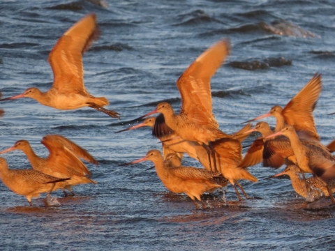 Cinnamon-brown long-billed shorebird in blue water & taking flight